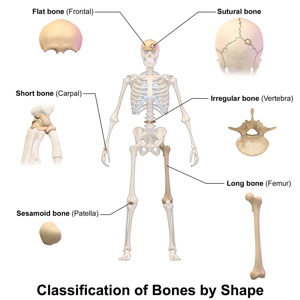 18thCand19thC's tweet photo. Bonesetters: Joint Manipulators and Musculoskeletal Fixers - #Bonesetters of the 1700s and 1800s were like today’s chiropractors, osteopaths, and physical therapists rolled into one. They practiced ... https://t.co/pD7ZdauUsF #19thcentury #18thcentury https://t.co/uQ4X2GXQ4s