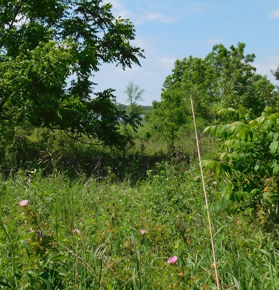 PodcastTth's tweet photo. Happy National Photography day via our Camera Podcast Host Rachel. Here is a photo from Bong Recreation State Park. #Photography #Nature #statepark #wisconsin #Beautiful #hiking #podcast #obscureholidays #keepchasingyourdreams https://t.co/GpiAJ1N4TI