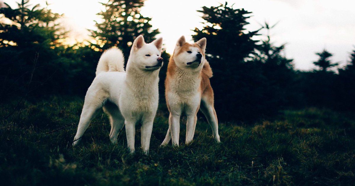 Maude Custinne 🌸 tweet media