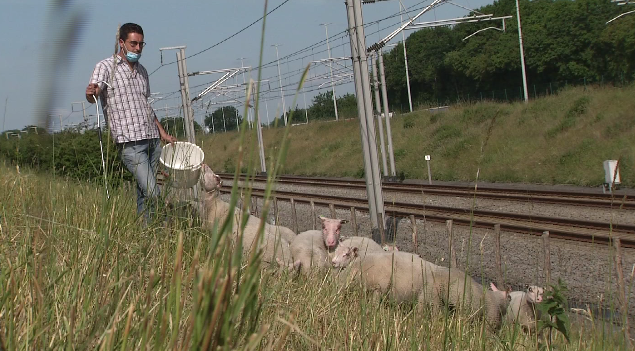 VEDIA (@vedia_be) on Twitter photo Des moutons se chargent de désherber les talus le long de la ligne à grande vitesse à Herve. <a href="/Infrabel_FR/">Infrabel_FR</a> #biodiversite #ecopaturage Des moutons se chargent de désherber les talus le long de la ligne à grande vitesse à Herve. <a href="/Infrabel_FR/">Infrabel_FR</a> #biodiversite #ecopaturage