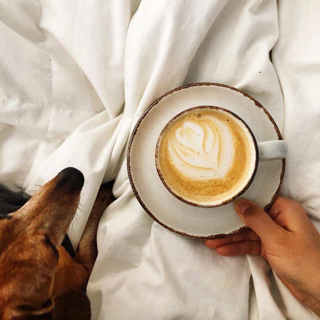 GerhardsCanada's tweet photo. The perfect start to a Monday morning π home crafted with Barista Series delicious plant based milks π
Regrann from @littlekitchenco
.
.
.
.
#baristaseries #plantbasedmilks #milkalternative #vegan #dairyfree #cafe #coffee #latte #latteart #homecrafted #upgradeyoudrinks https://t.co/lGSlHb3d0C