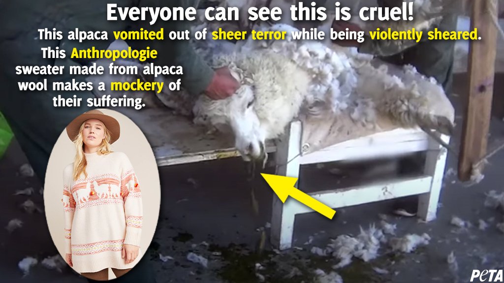 peta's tweet photo. How insensitive can you get?!
@Anthropologie used alpaca wool and their likeness to profit. It now knows how terrifying and dangerous shearing is for alpacas, but still refuses to stop selling their wool!
Demand that it ban alpaca NOW! https://t.co/SjYDNaUeTD https://t.co/lDh2ZoSoK8
