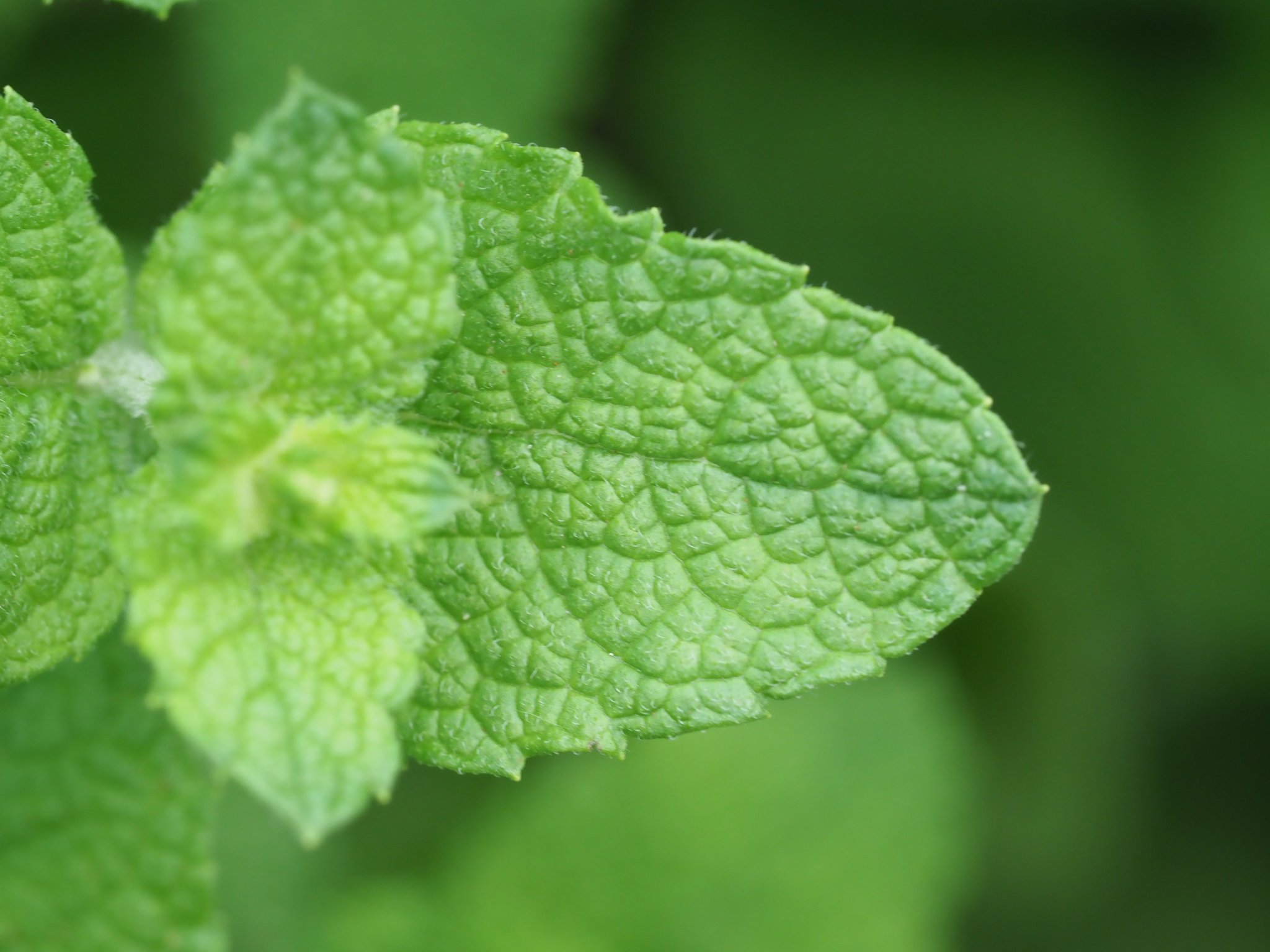 ういとら 通勤路のお花シリーズ 花の付き方 葉の特徴 茎や葉に毛があることから たぶんマルバハッカ アップルミント だと思うんですが ですが 調べれば調べるほど ミントは交雑しやすく見た目での区別は難しいことが多い との記述f 詳しい方の