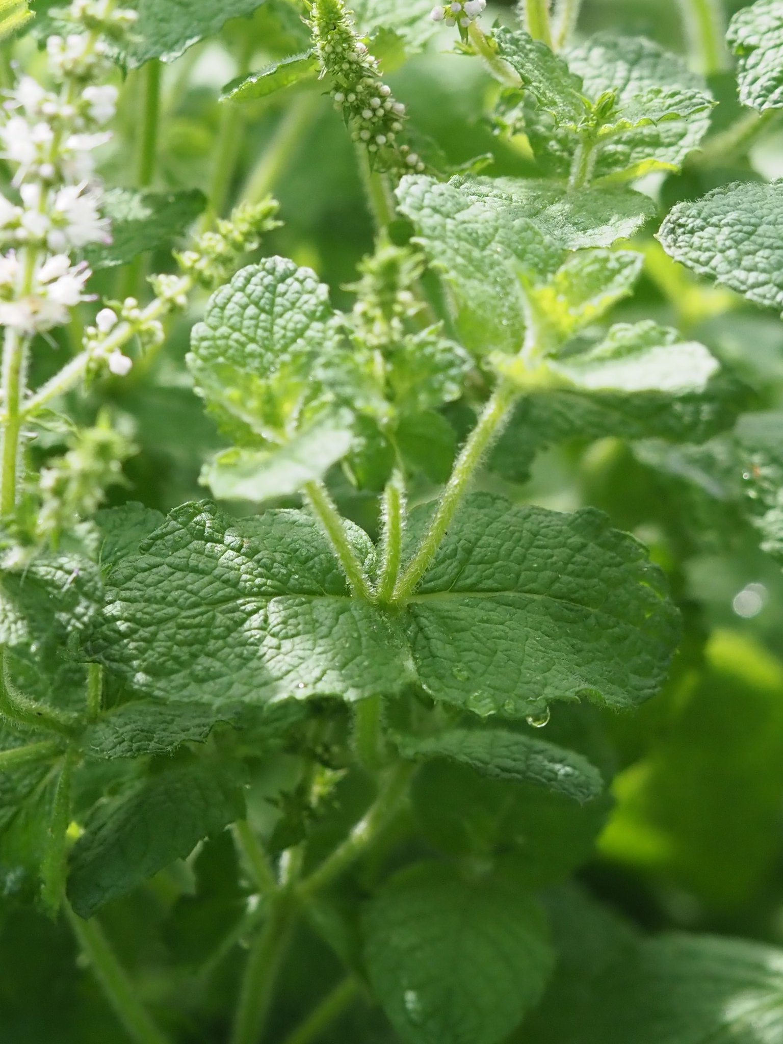 ういとら 通勤路のお花シリーズ 花の付き方 葉の特徴 茎や葉に毛があることから たぶんマルバハッカ アップルミント だと思うんですが ですが 調べれば調べるほど ミントは交雑しやすく見た目での区別は難しいことが多い との記述f 詳しい方の