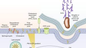 DeenaSierra1's tweet photo. Cholesterol in quarantine
#structuralbiologyconferences #structuralbiology #Cholestrol #webinarconferences #onlineevents #biochemistryevents #structuralbiologyprofessionals https://t.co/iBhHbBeRkG