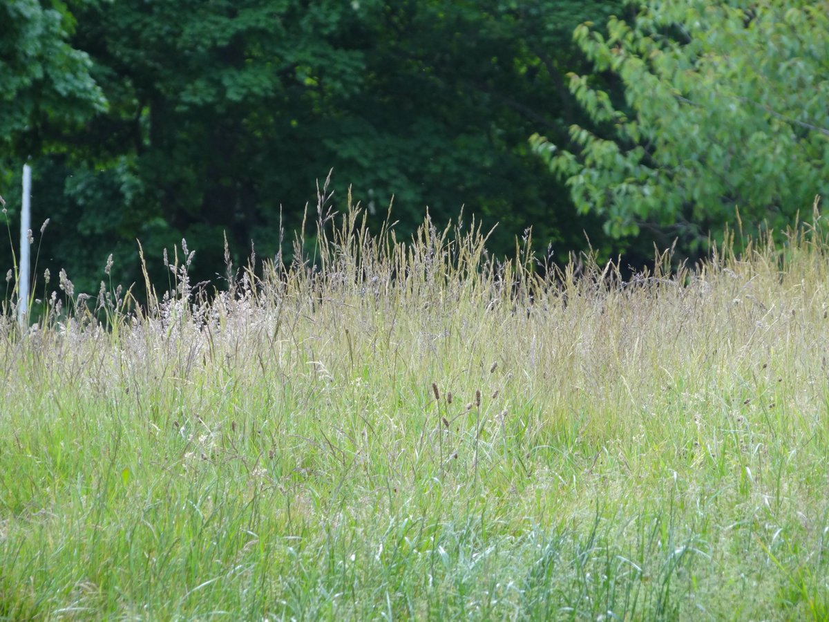 loki_prof's tweet photo. @sandwellcouncil 
Dear Sandwell, please STOP &amp; THINK about returning parks to pre-covid status.  Victoria Park, Smethwick was a haven for wildflowers and wildlife. What was this, this and this, is now that! surely some areas could be kept as wild meadows? https://t.co/PEdA3riCbi