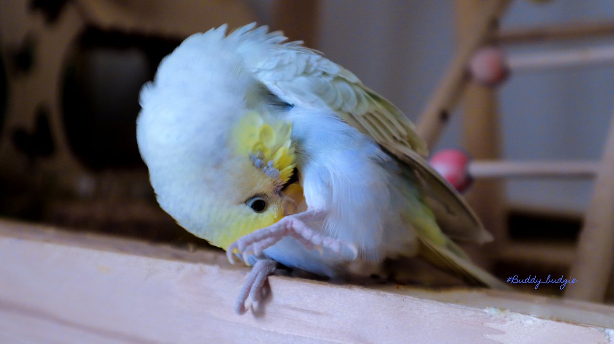 Cleans feathers😍

#buddy_budgie #simba_bird #pocket_pets #sweetbudgie #furrendsupclose #budgielife