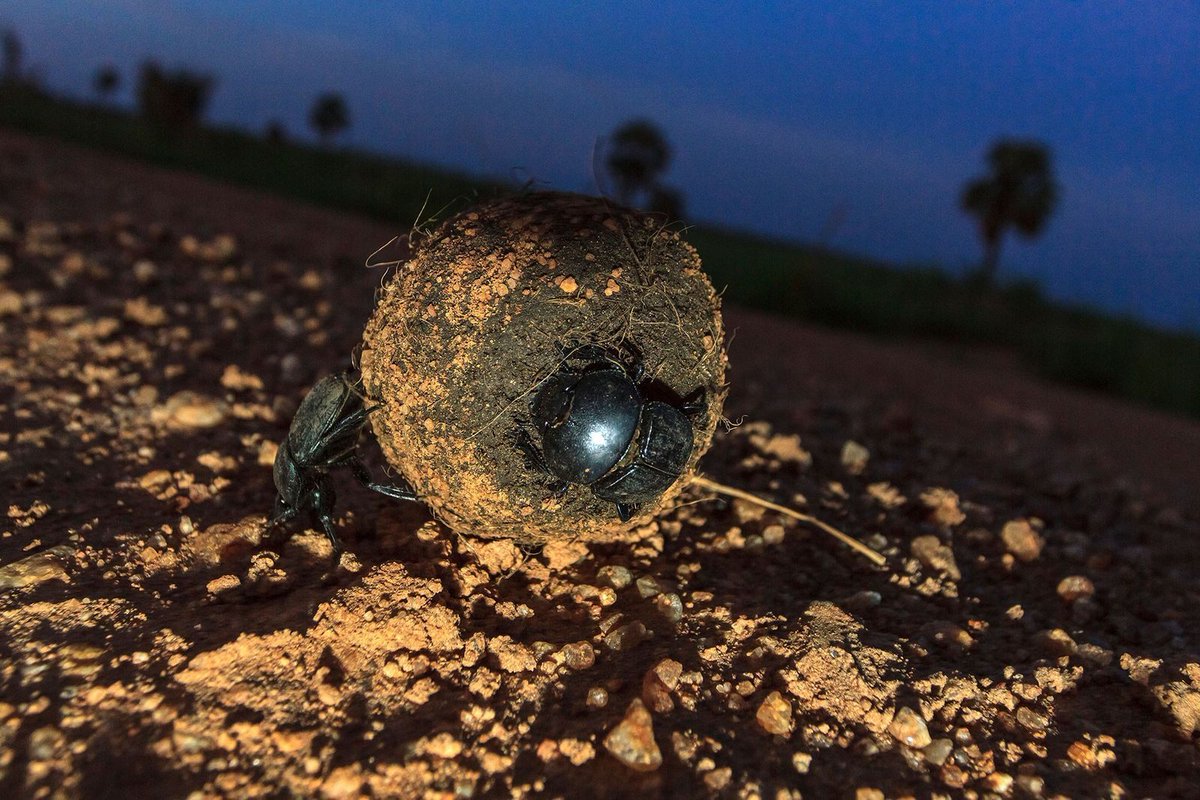 Humans have used stars for navigation since early civilisation, but did you know animals use them too? Read more about how animals use the stars to navigate here: buff.ly/2N1AwRT
#navigation #animals #animalnav
