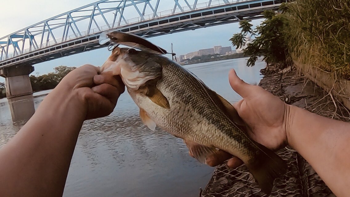 Bassfishing7 Ky M3m5 江戸川はかなり下流の方までバスはいるようです ラージもスモールも釣りできますね Twitter