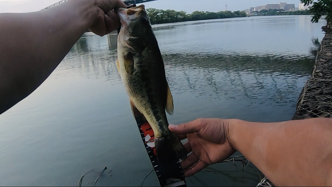 Bassfishing7 江戸川はかなり下流の方までバスはいるようです ラージもスモールも釣りできますね