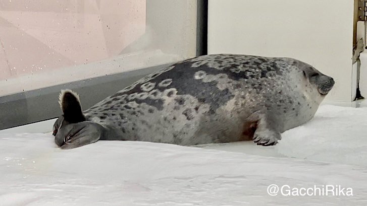 ガッチリカ على تويتر アラレちゃんのおもしろポーズ あざらし Seal 海遊館