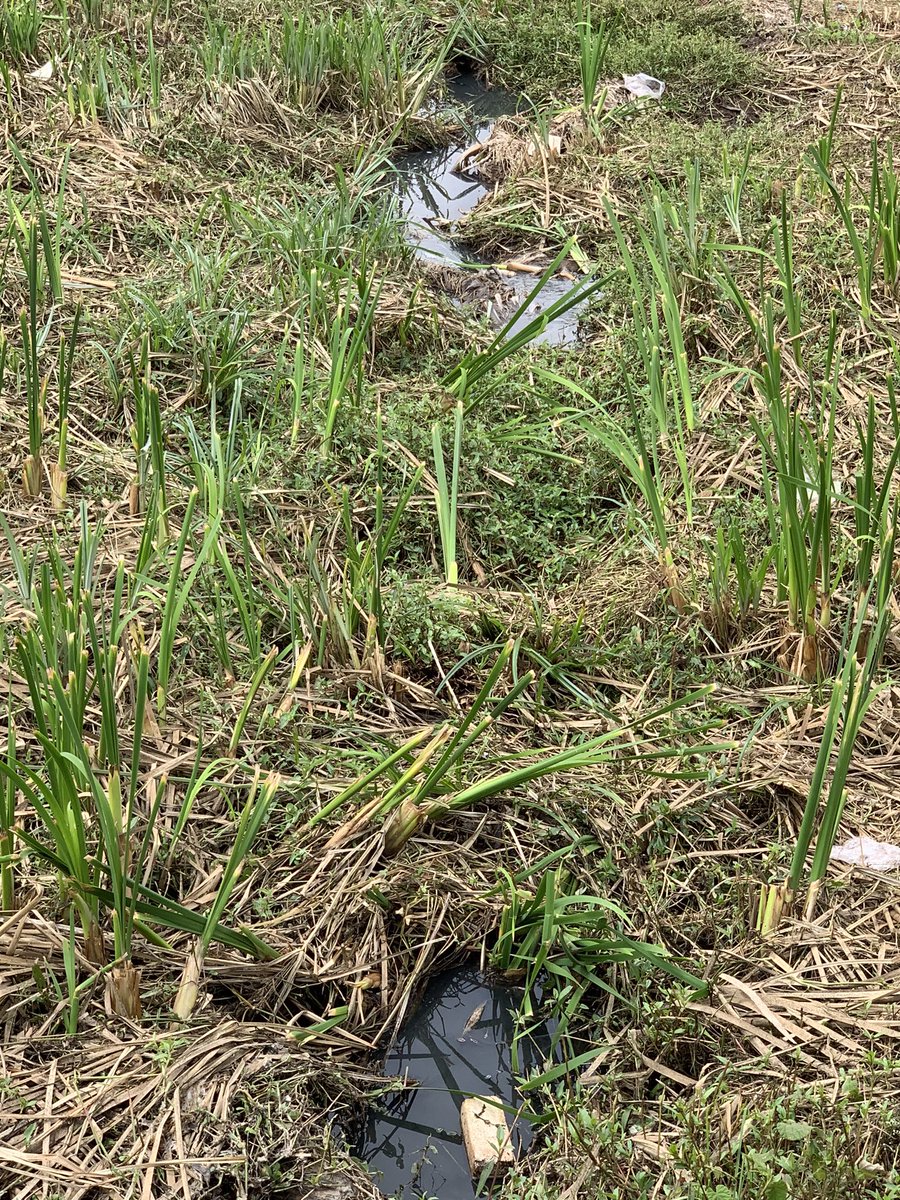 Why on earth would you folks allow such to happen? Shame on you all. <a href="/NemaKenya/">NEMA Kenya</a> <a href="/EACCKenya/">EACC</a> @environment_kenya <a href="/TransportKE/">Ministry of Roads and Transport | Kenya</a> <a href="/DPPS_KE/">DPPS</a> <a href="/NairobiWater/">Nairobi Water</a> raw sewage flowing into the bypass. Why are you killing people??