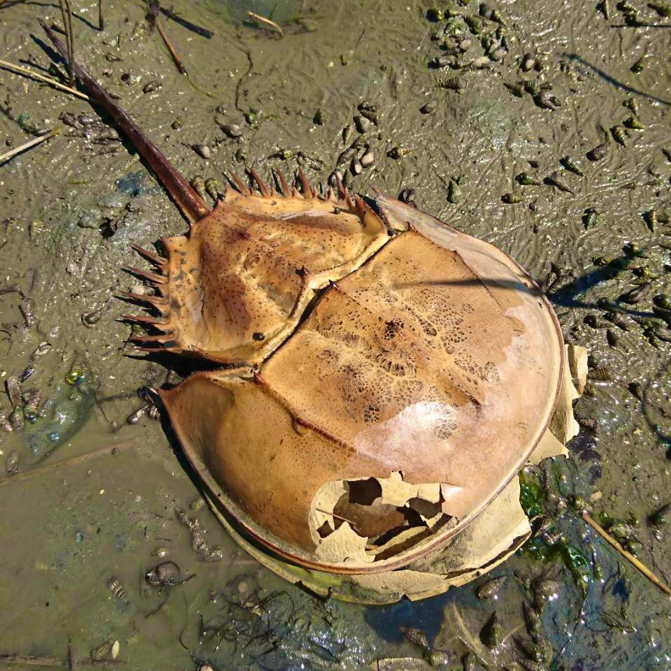 Aquaさん On Twitter 最近カブトエビやホウネンエビ カイエビが水田に発生していてかっこいいなと感じる日々 これは去年調査した カブトガニですが太古の世界を感じる生物が湿地帯には多いような気がします かっこいい Https T Co Iyz0la3oqp Twitter