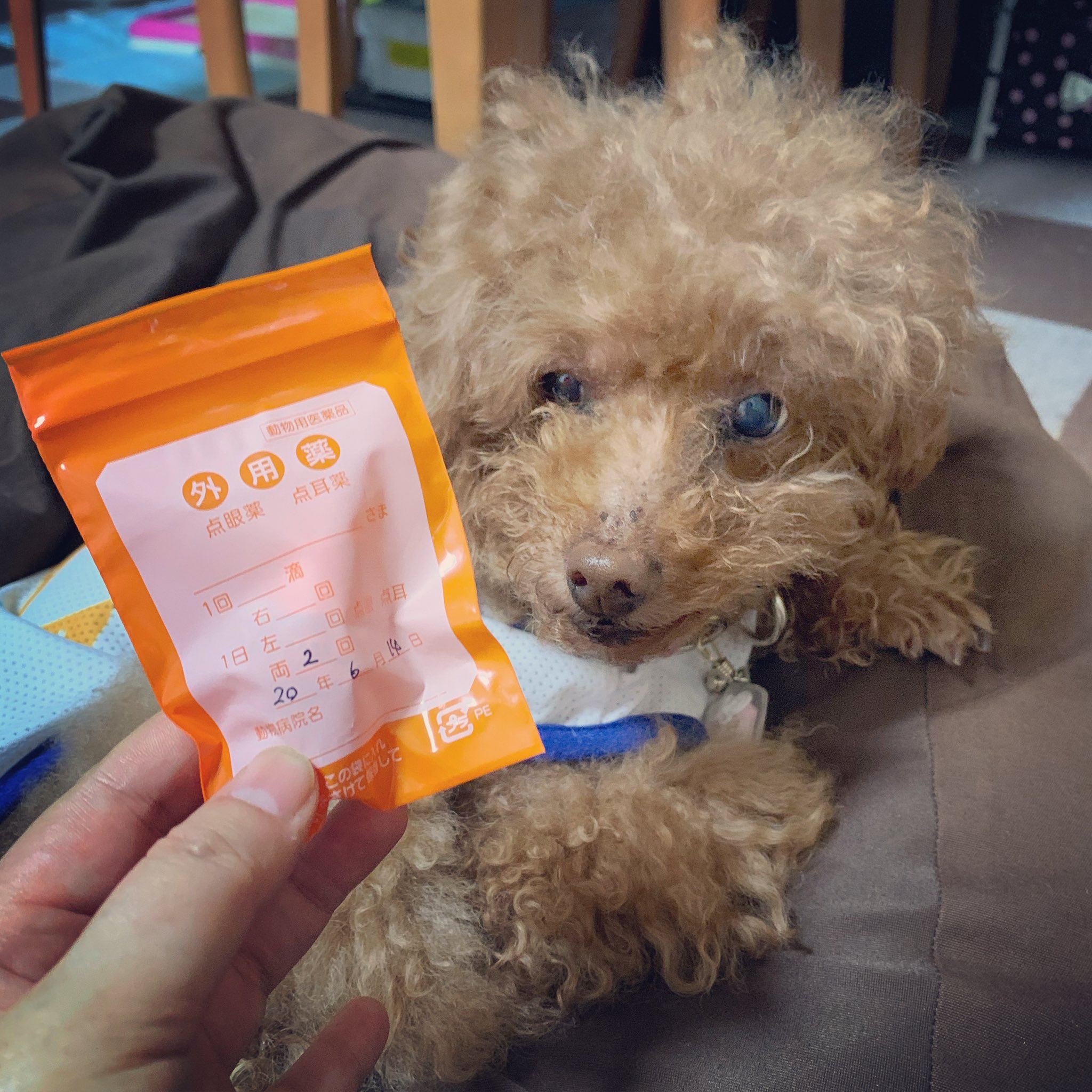 かずみ こんばんは 彡 ちょっとずつだけど白内障が進みつつあるモコちゃん まだ初期段階なのですが 主治医と相談した結果 昨日から点眼薬を始めました トイプードル トイプードル12歳 Toypoodle 白内障わんこ T Co Tue0mdw0ar Twitter
