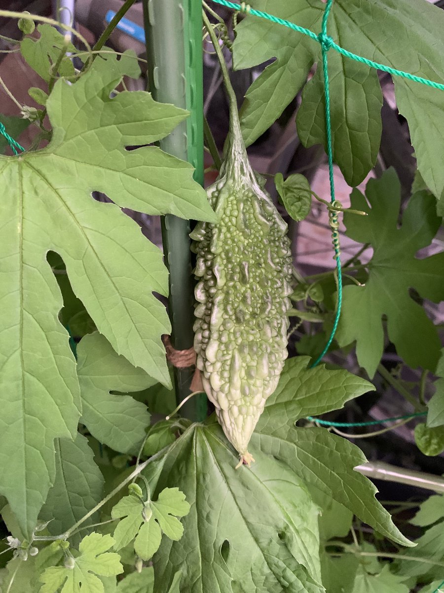 収穫時期を見逃すな