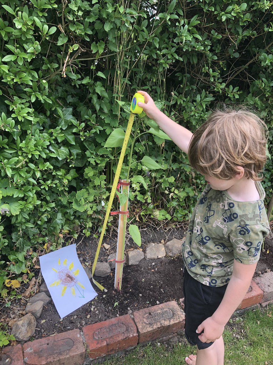JanCraig3's tweet photo. @GiffnockNursery 93cm but most importantly taller than my sisters 😂🌻 https://t.co/fKWqxqIMZF