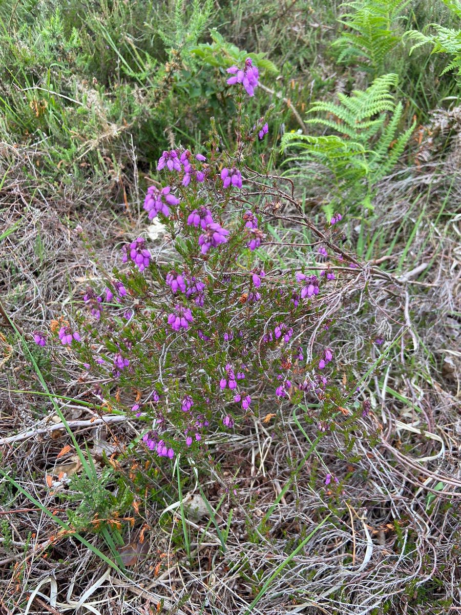 HeathlandHounds's tweet photo. We are so happy to be back out roving on the stunning #ThamesBasin #SpecialProtectionArea #heaths & #forests Continuing to bring you useful local #countryside & #dogwalking information and encouraging #responsible visits π
@TBHPartnership @SurreyWT @HantsIWWildlife @BBOWT https://t.co/6xw9fyCGeA