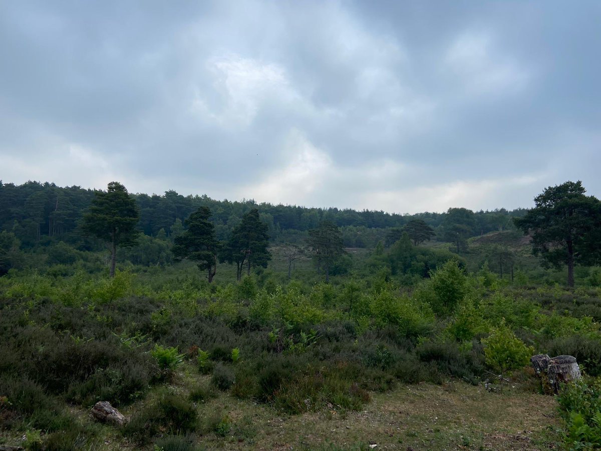 HeathlandHounds's tweet photo. We are so happy to be back out roving on the stunning #ThamesBasin #SpecialProtectionArea #heaths & #forests Continuing to bring you useful local #countryside & #dogwalking information and encouraging #responsible visits π
@TBHPartnership @SurreyWT @HantsIWWildlife @BBOWT https://t.co/6xw9fyCGeA