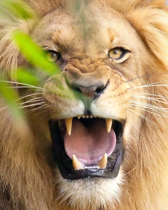 DeesGoee's tweet image. African KING 🦁🦁🦁