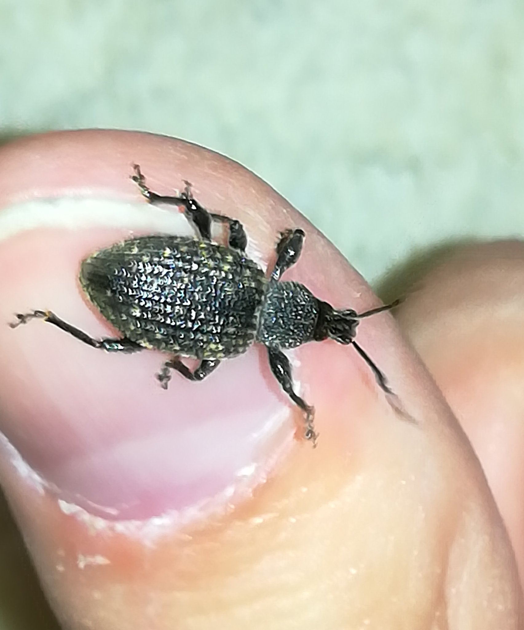 がぎえる キンケクチブトゾウムシ 中央ヨーロッパ原産の外来種で 単為生殖が可能な種である 食性が幅広く寿命も長いため殖えるペースが早く 植物検疫上で重要害虫とされているとのこと 見つけ次第捕まえている T Co F6o1odeqbl Twitter