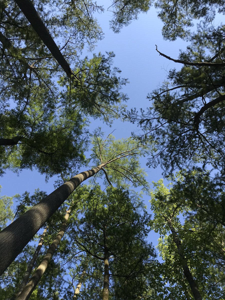 round_third's tweet photo. Yesterday was the perfect day to head to woods. We traveled south of the rain & enjoyed the beautiful weather. #outdoorfun #outdoors #trees #adventure #hiking #swamp #cacheriver #heronpond https://t.co/UVX1MCsWeC