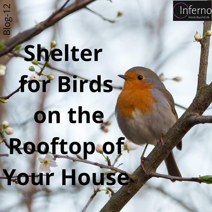 oinfernoblog's tweet photo. 📢 #BLOG12
Link is here👇
https://t.co/XQlPnk6OSu
Or
https://t.co/vFnOKvMjw1
#Oinferno #blog #blogger #bird #birdshelter #next #BirdhouseUpdate https://t.co/0elldy8izP