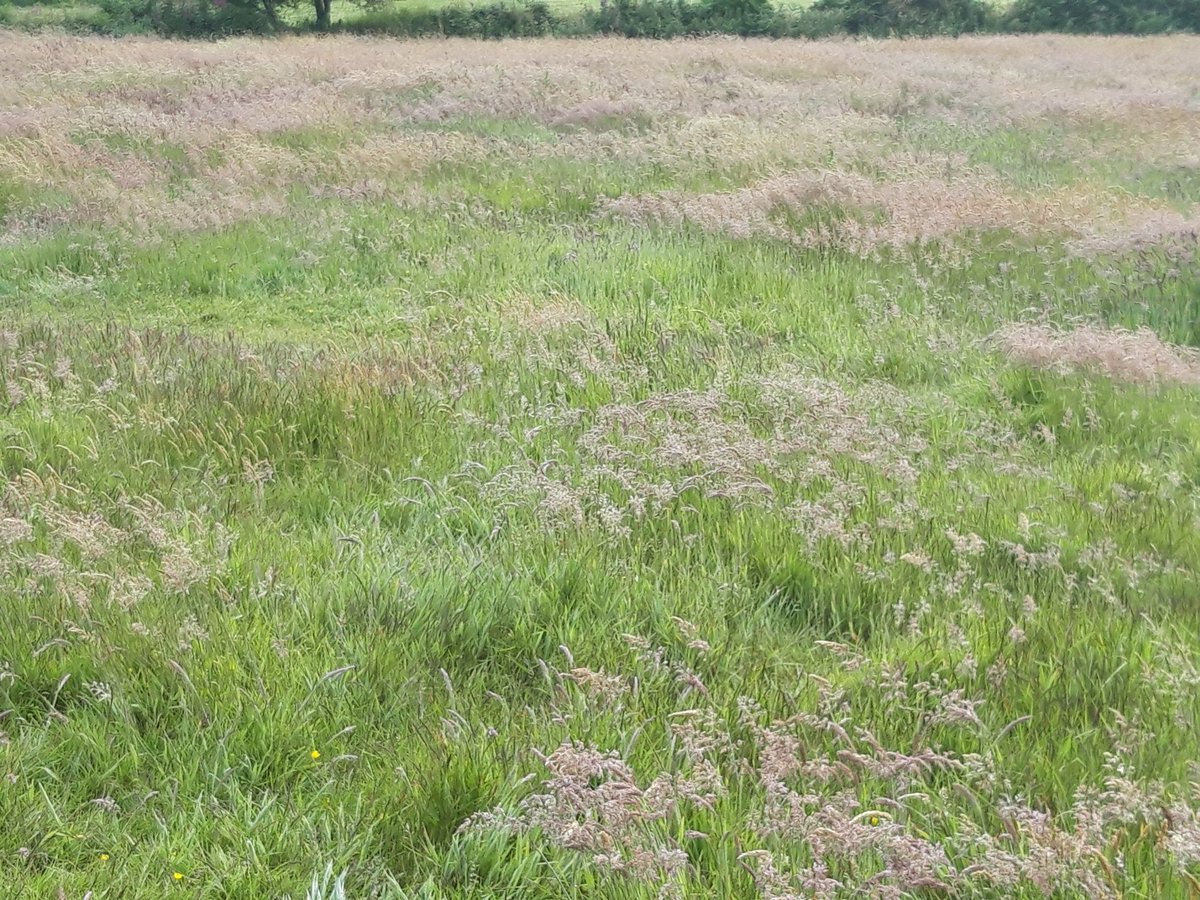 gnome_alice's tweet photo. #Glastonbury, slipping beneath the waves.
Aftermath going well here.
Gold and purple shades in this sward, a rich mixture, I see cocksfoot, timothy, yorks fog, prg and others I cannot name.
#Lannust
#Kernow
#StJust
#JustGrass https://t.co/4Qu232OBPU https://t.co/Lbl0XwLT2H