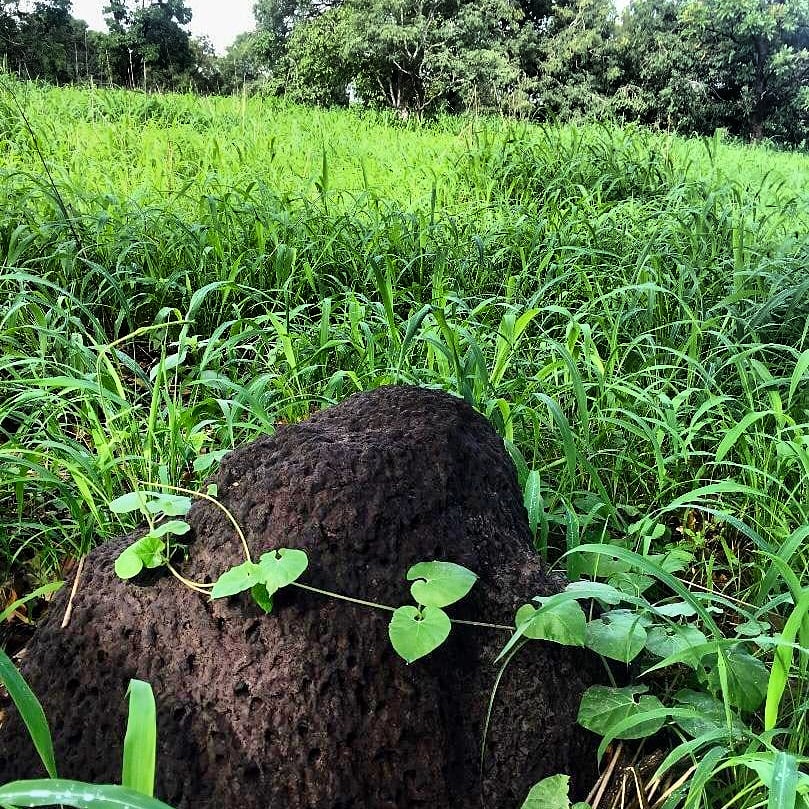 EcoSenegal's tweet photo. Nous avons célébré la semaine de l'#environnement sous le signe de la #biodiversité et de la #frugalité😌. #zéro organisation mais #full participation à la panoplie d'événements initiés par nos partenaires & autres acteurs de l'#ecosystème.
#Jërejëf🙏 #EcoTri
🌍🐌🐞🙂🦋🐢🦉🐛🐾♻️ https://t.co/OCo9dqJgj5