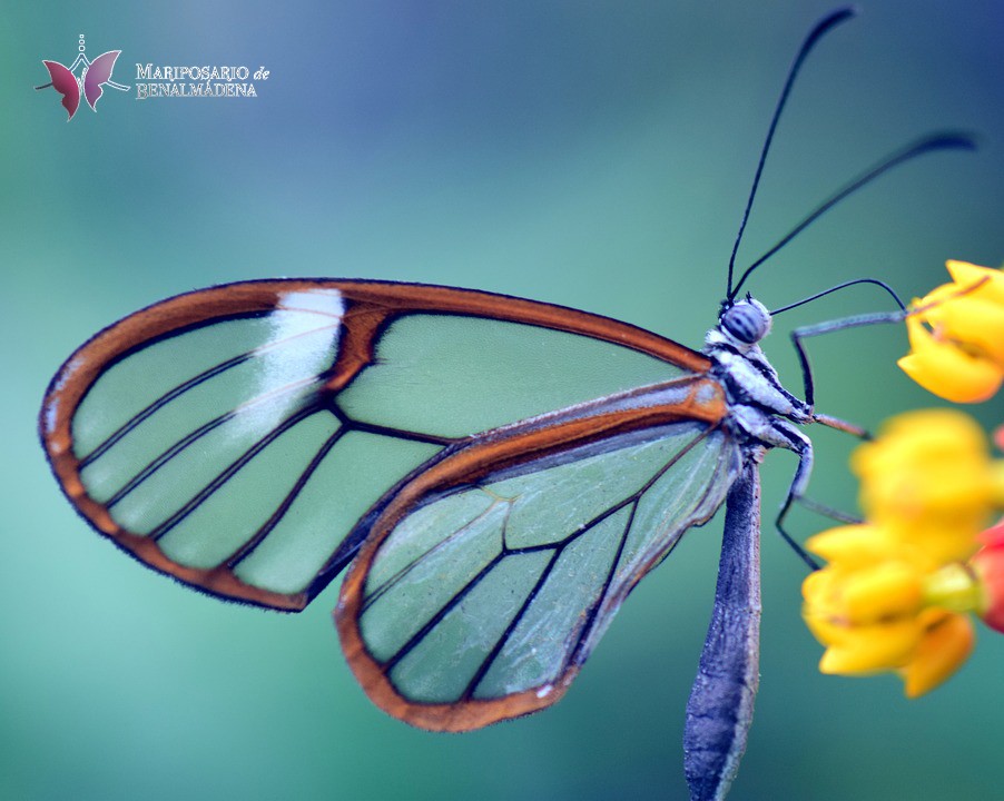 #MariposadeCristal #GlassButterfly
#MariposariodeBenalmadena
#ButterflyPark #Benalmadena