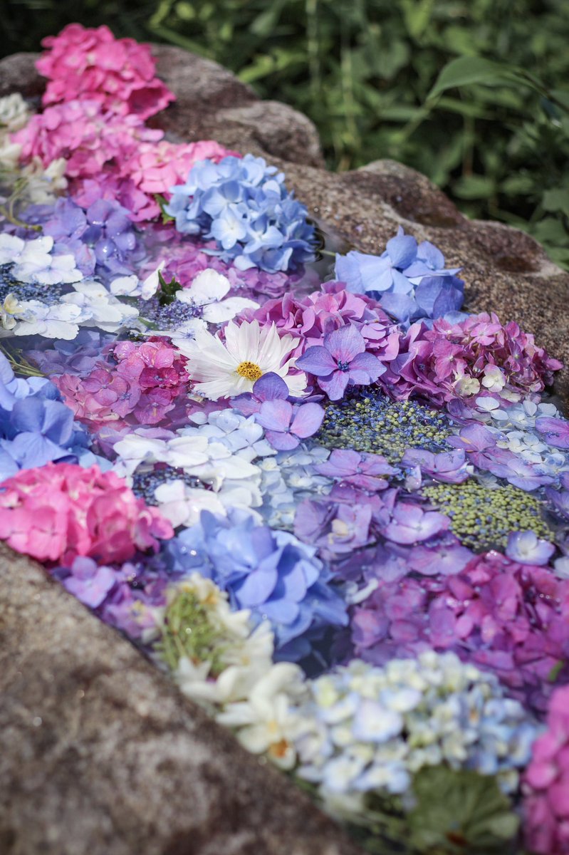 もぐもぐ 紫陽花の手水舎があると聞いて さっそく般若寺さんへ 色とりどりの紫陽花が浮かぶ姿はとても涼しげでした 春咲きのコスモスも一緒に楽しめます 花手水は明日16日までだそうです 般若寺 奈良 紫陽花