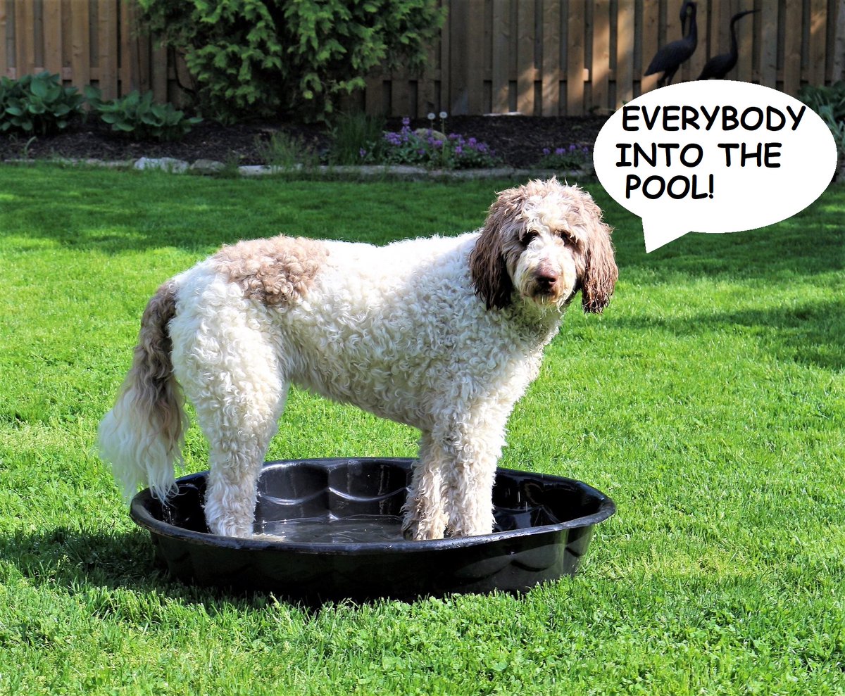Dad said if we get 1000 RT's he'll get us a new pool!
#SayNoToPuddles
#DogsOfTwitter