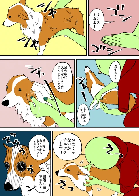 コーギーにリンスする 