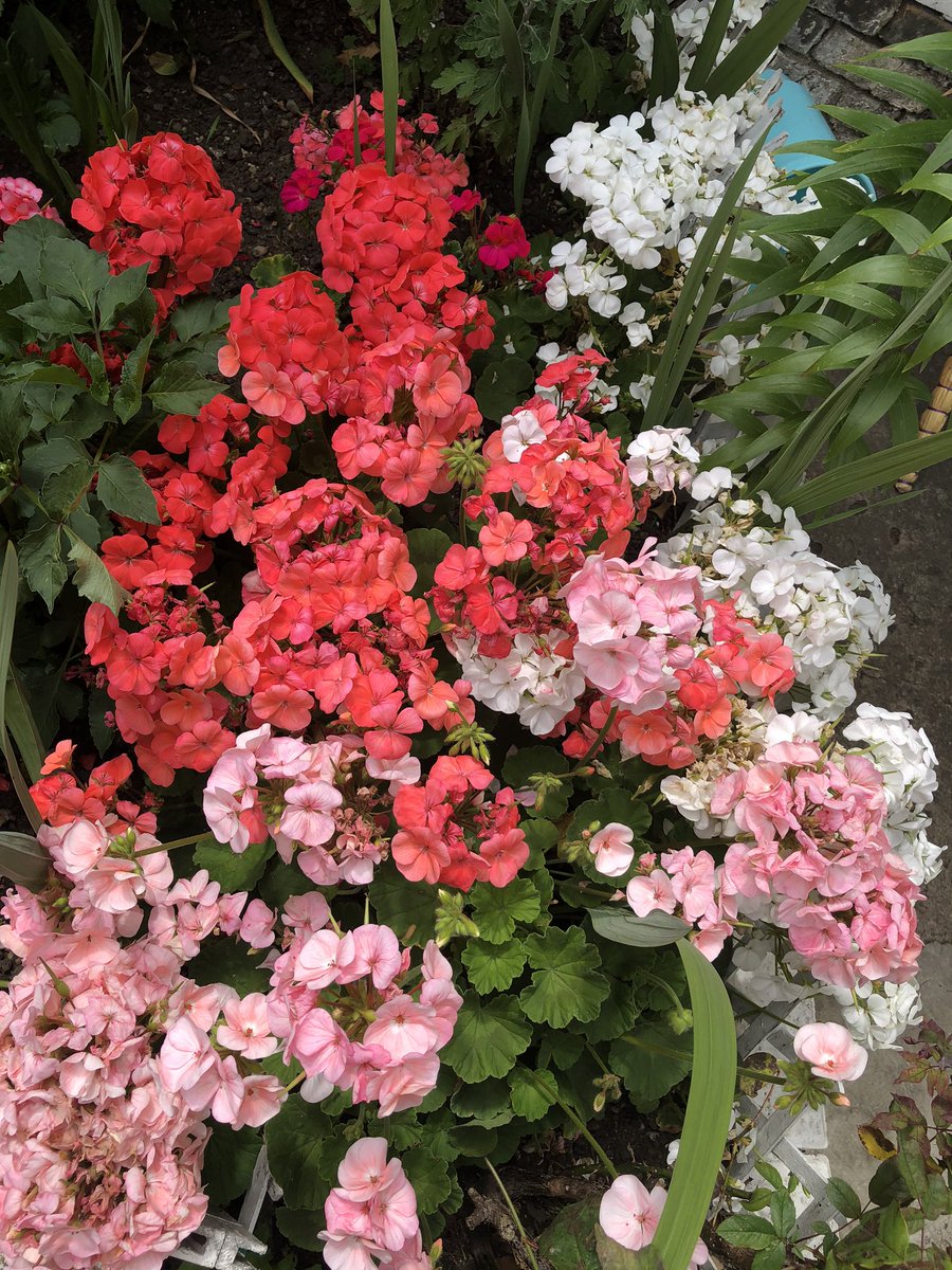 🌺🌹🌷💐🥀🌸🌼🌻🌞🌞🌞