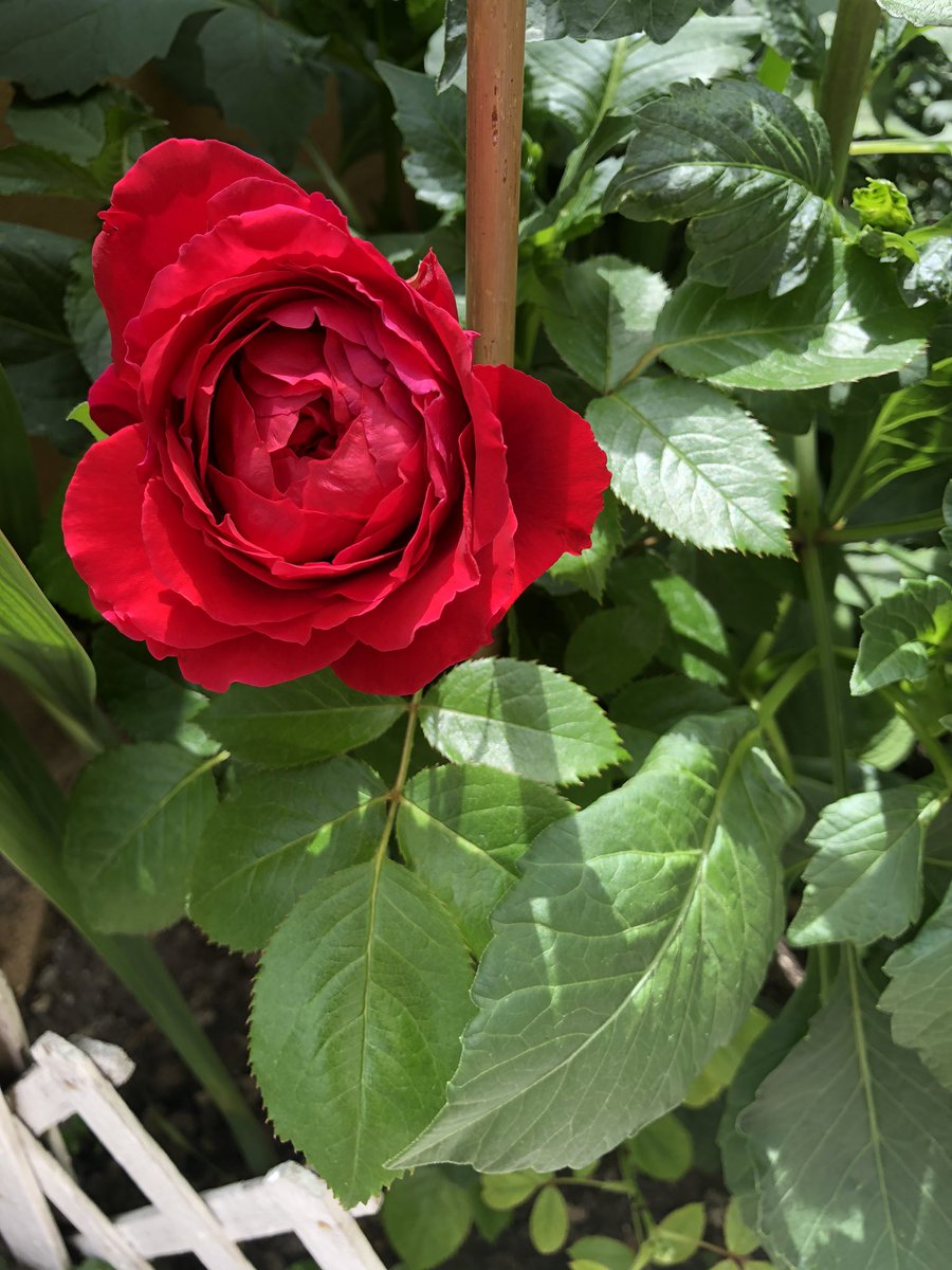 Marioara Iacoban (@marioaraiacoba1) on Twitter photo 