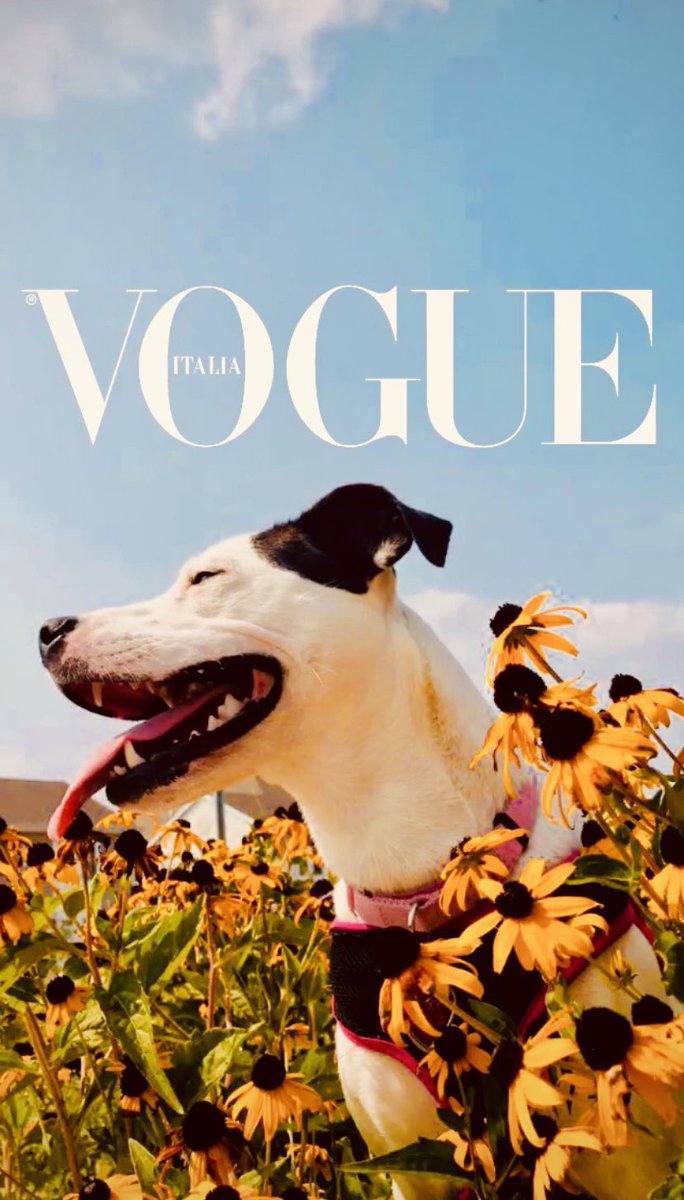 Roxy_RemiTv's tweet photo. End the #VogueChallenge because we just won 👑 https://t.co/Wlo7CnUOiU
