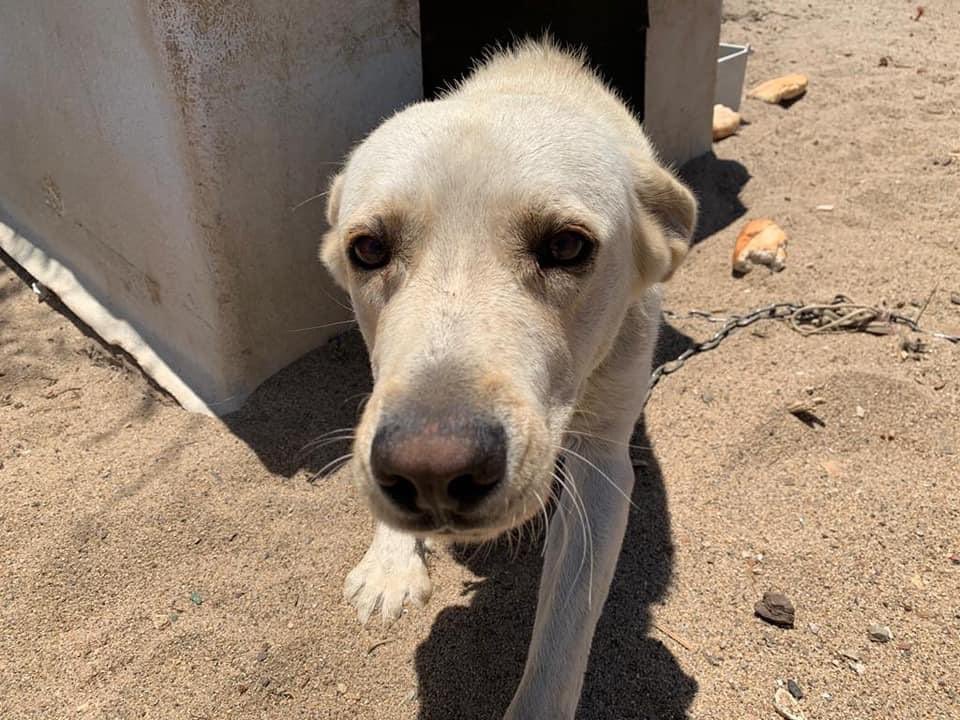 Tatyanavv6's tweet photo. Atado.. Maltratado y a base de pan duro vive él!😢😢Necesitamos acogida dos semanitas para poder ir a recogerlo.. Nos ayudas? 🙏🙏🙏🙏🙏🙏🙏 Hablame por wasap 609800792 por favor.. Cádiz o gente cercana que pueda ayudar🙏🙏 hay otro labrador https://t.co/vtKhF7EFd3