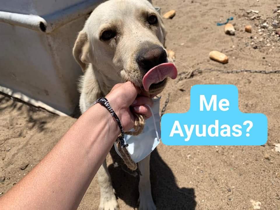 Tatyanavv6's tweet photo. Atado.. Maltratado y a base de pan duro vive él!😢😢Necesitamos acogida dos semanitas para poder ir a recogerlo.. Nos ayudas? 🙏🙏🙏🙏🙏🙏🙏 Hablame por wasap 609800792 por favor.. Cádiz o gente cercana que pueda ayudar🙏🙏 hay otro labrador https://t.co/vtKhF7EFd3
