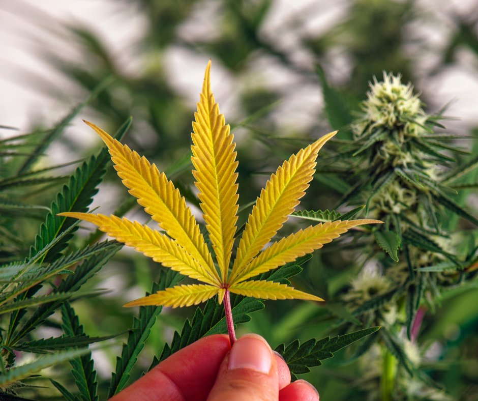 HempSampler's tweet photo. Texas Hemp Sampler uses data to track your plants health and harvest. Professional data compiled throughout the harvest, will allow you to identify potential health problems, or plants that are performing well in Texas conditions. Our mission is to help the Farmer be successful. https://t.co/aWtVDpYoSn