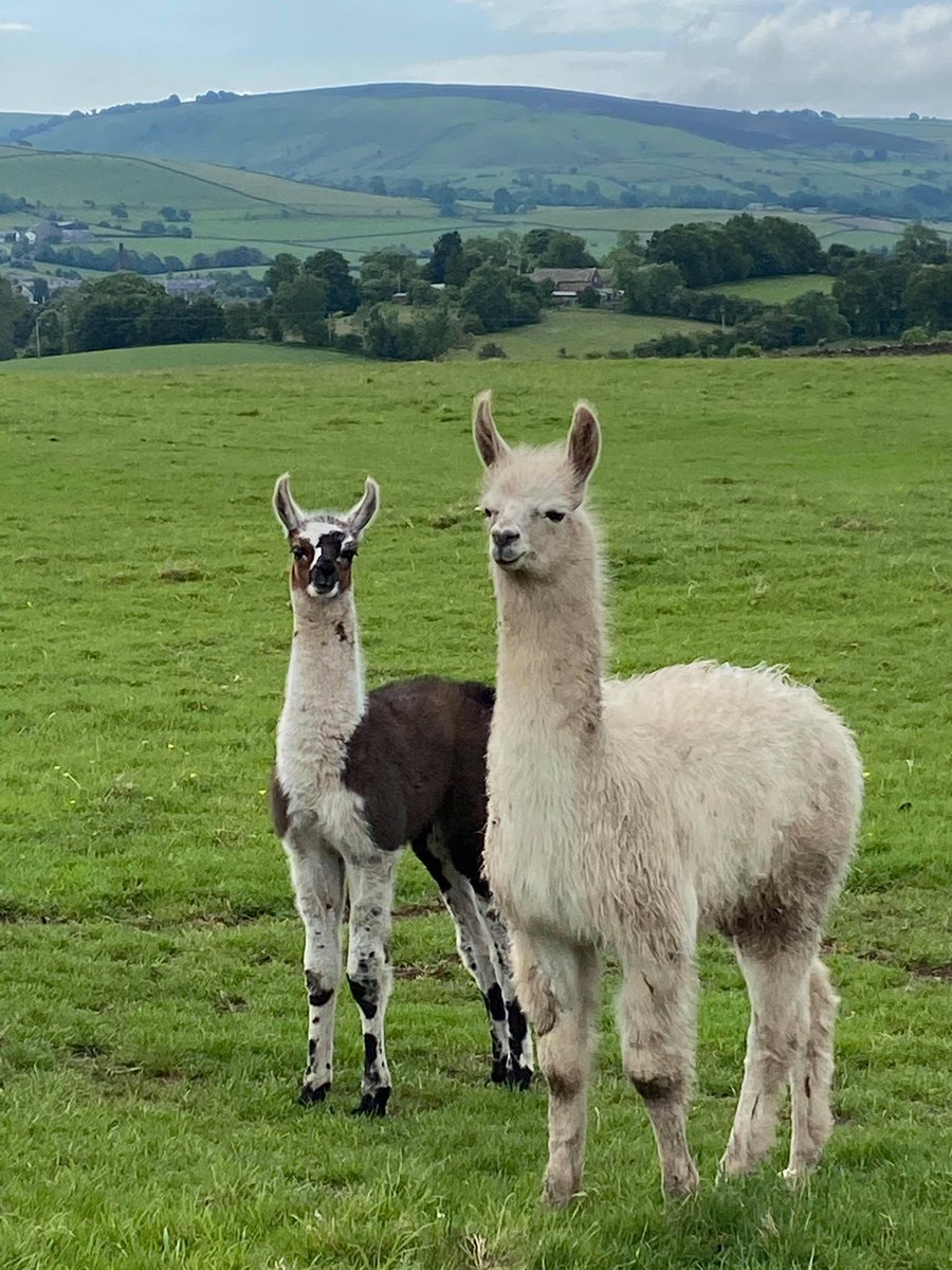Meet our newest additions 🦙 
We named the white one Hope and we are yet to choose her partner in crime’s name as we haven't been close enough to determine team pink or blue 💗💙
We’d love to hear your unisex name suggestions? 🦙
#meettheanimalsmonday #meettheanimals