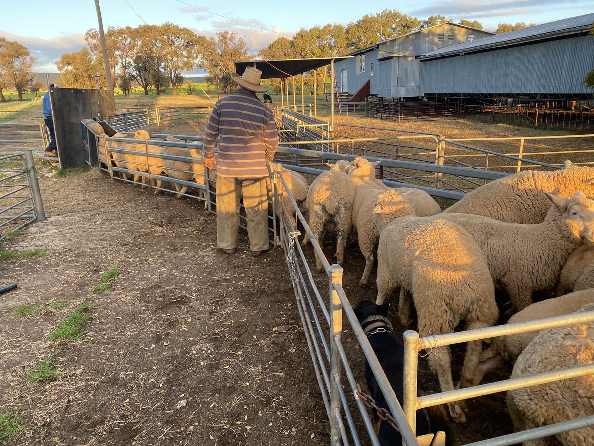 (2/2) Over the 3 months from April to June, our 180ha of 970 canola is on track to generate a net lamb income of $1800/ha, less crop input costs of approx. $400/ha - a 28% return on land value in three months. And that’s all without considering potential grain yield! #agchatoz