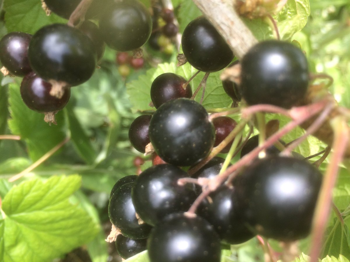 We are looking for help picking blackcurrants this week. Do you have half an hour to spare?