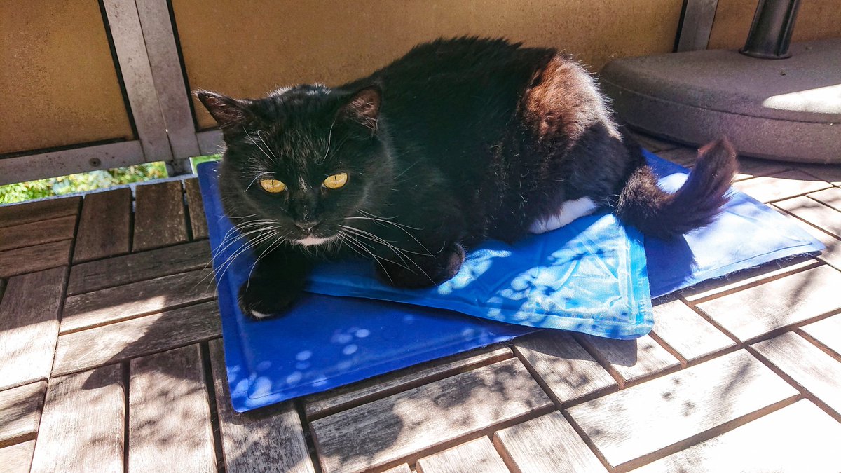 Happiness is cooling pads when it's hot
#balconylife #mycat #photofrommyheart