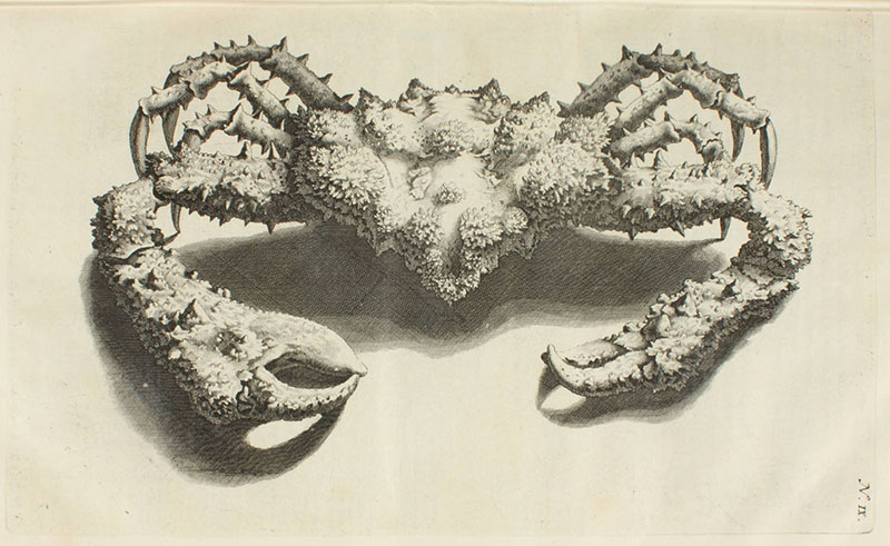 LindaHall_org's tweet photo. Georg Eberhard Rumpf, a Dutch naturalist who wrote about the plants and animals in present-day Indonesia, is our #ScientistOfTheDay!
https://t.co/FPnumWpL8q
#histSTM #sciart #dishist https://t.co/3xPxicAvP9