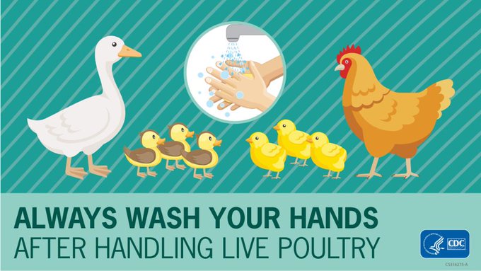 A teal colored graphic shows ducks and chickens and a small bubble is shown in the middle with hands being washed. Text at the bottom reads "Always wash your hands after handling live poultry." 
