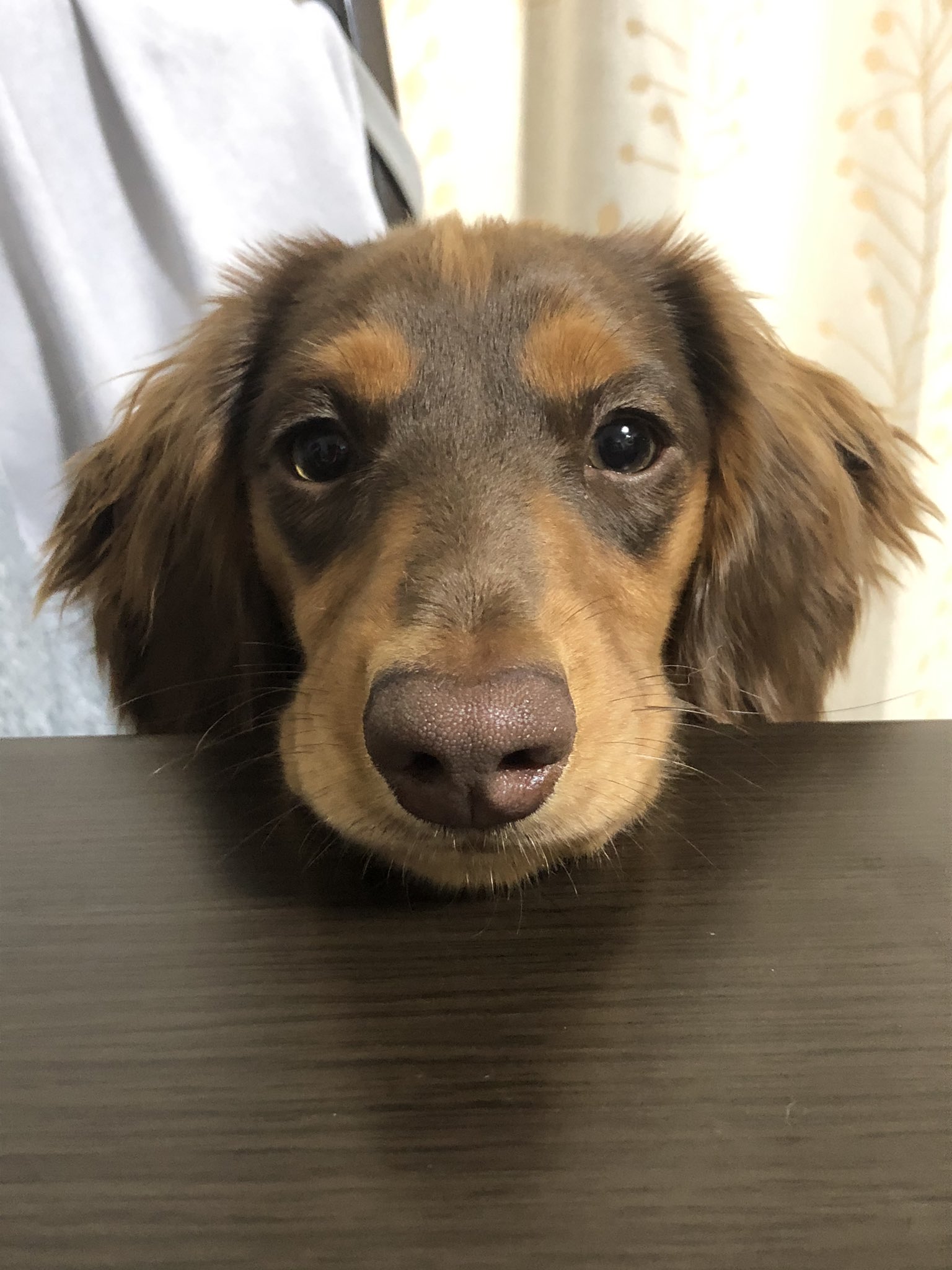 しゃん 今までうちにいた子でテーブルに顎を乗せていいなんて誰にも教えてない 可愛いな おい しかも正面の席に来るの確信犯じゃん 可愛いな おいいい ダックス ミニチュアダックス ダックスフンド チョコタン 犬のいる暮らし 犬好き