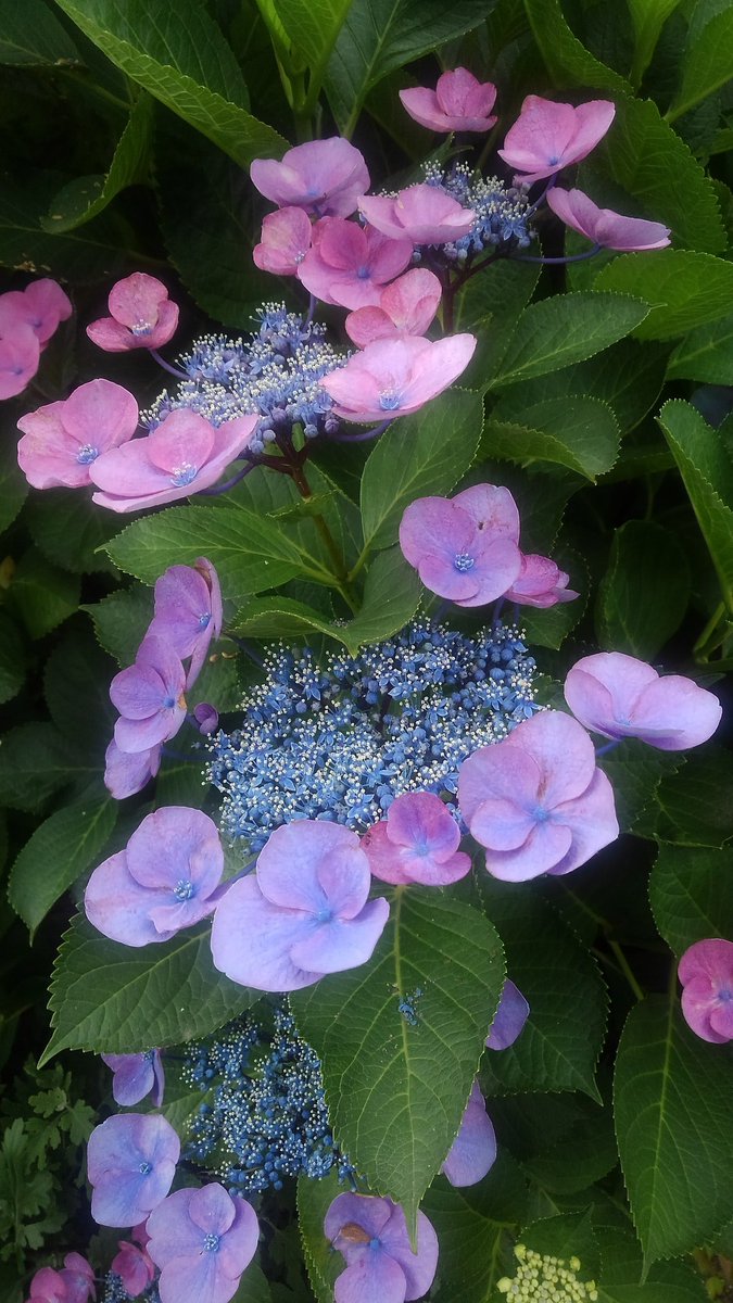 あうりんこ English Studio 紫陽花は 英語 ではhydrangeaと言います ギリシャ語 由来の単語で 水の器 という意味です Hydr で 水 と言えば 元素記号 H でお馴染みの 水素 英語ではhydrogen また Hydrophobiaは 恐水病 狂犬病 の