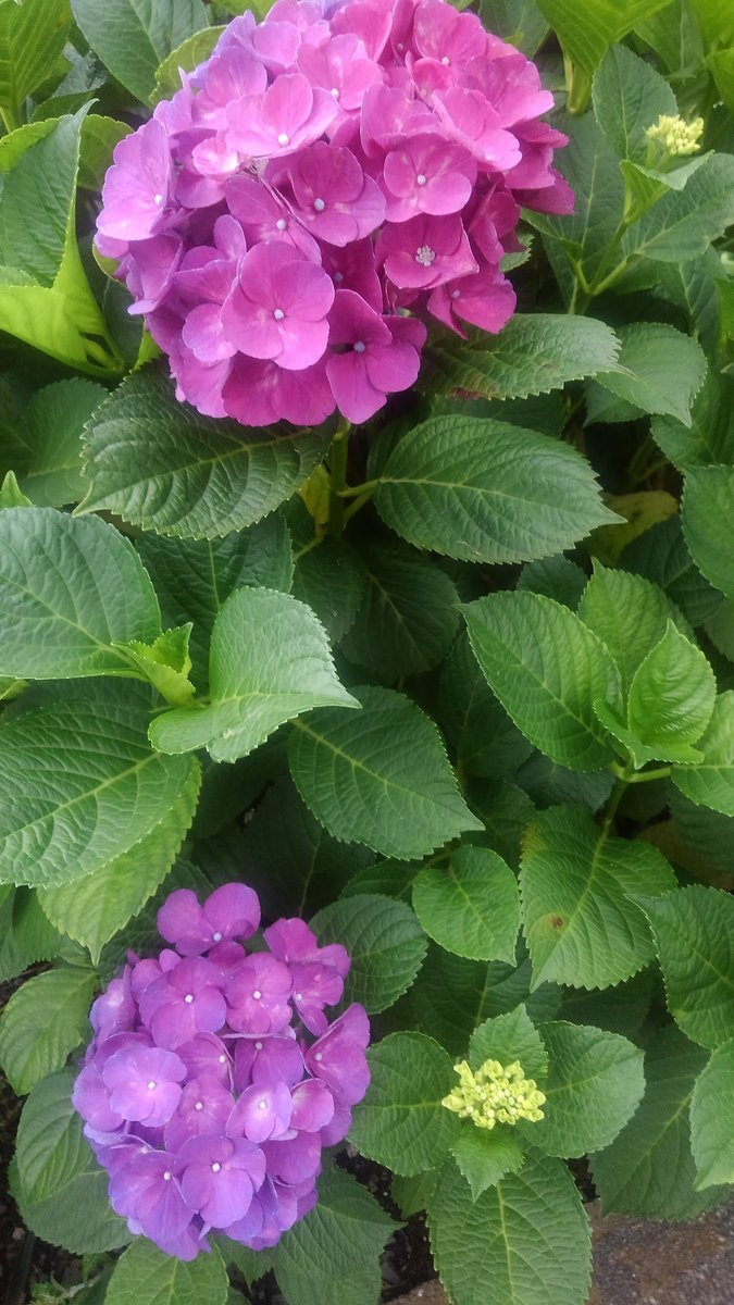 あうりんこ English Studio 紫陽花は 英語 ではhydrangeaと言います ギリシャ語 由来の単語で 水の器 という意味です Hydr で 水 と言えば 元素記号 H でお馴染みの 水素 英語ではhydrogen また Hydrophobiaは 恐水病 狂犬病 の