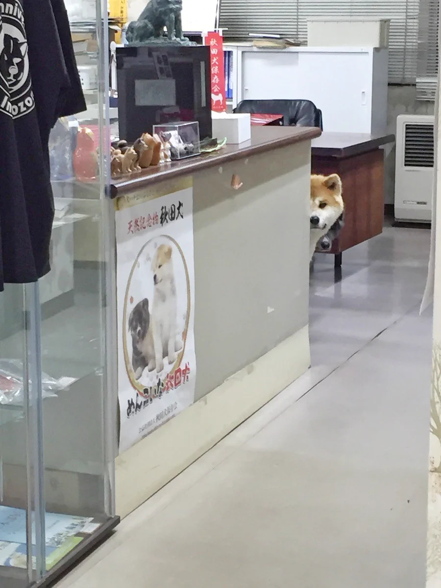よく見てね！机の端から秋田犬が覗いてます|･ω･`)