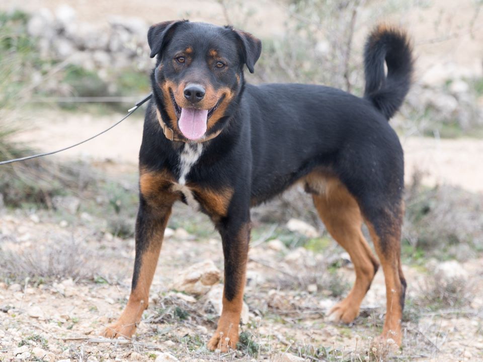 KOLDO es un mestizo de 2 años. Busca acogida o adopción. Llegó a nosotros con mucho miedo y desconfianza hacia el ser humano. Necesita una familia que con paciencia y cariño le ayude. Contacto: acunrmadrid@gmail.com