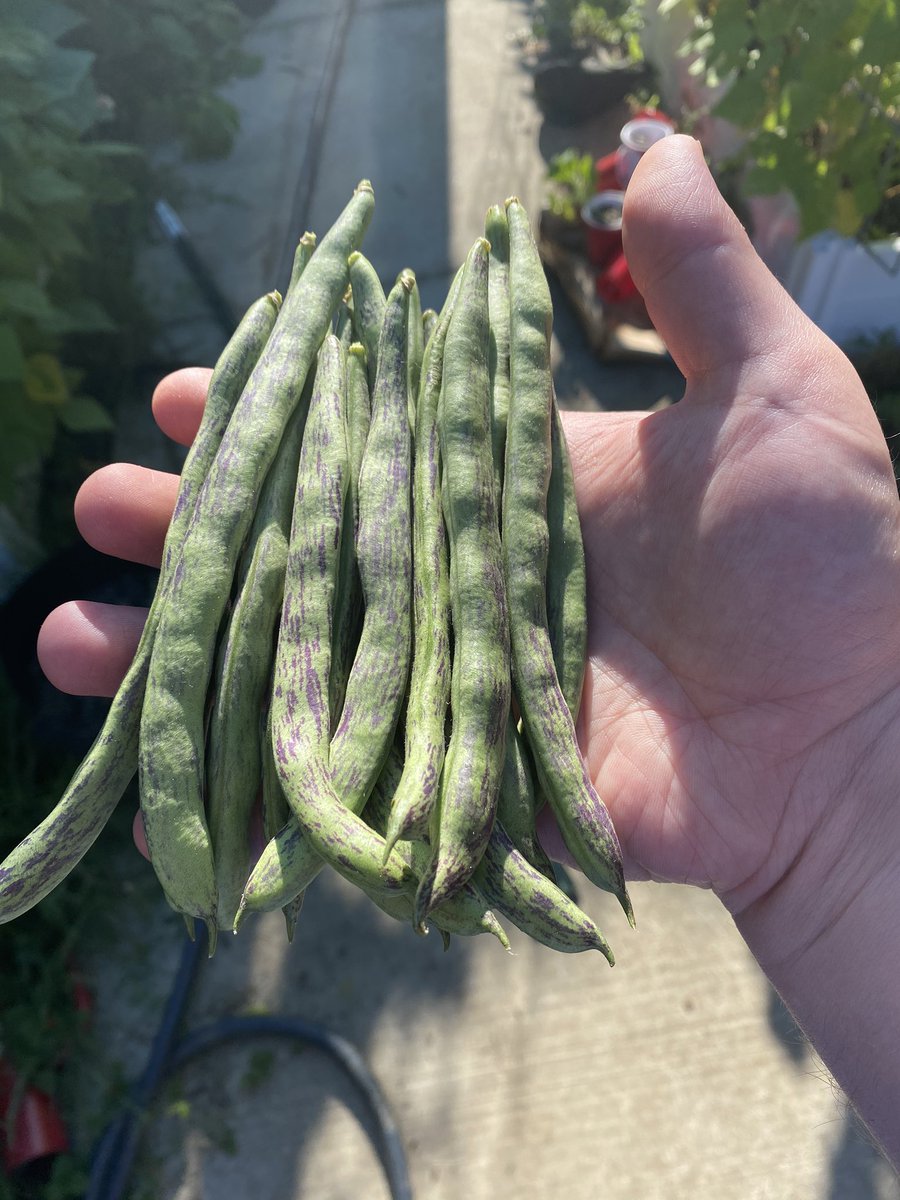 mattscottcrum's tweet image. Now let’s try these rattlesnake beans roasted in the air fryer.  #idontknowwhatimdoing